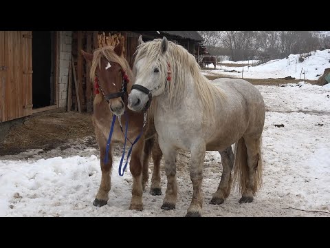 Caii lui Ionut de la Calata, Cluj - 2026 Nou!!!