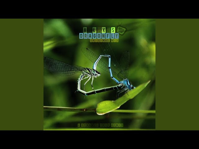 A.L.X.S - Dragonfly (Remix Stems)