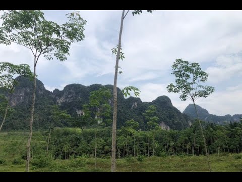 Over 26 Rai of Land for Sale in a  Great Khao Thong, Krabi Location