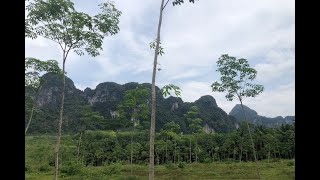 Over 26 Rai of Land for Sale in a  Great Khao Thong, Krabi Location