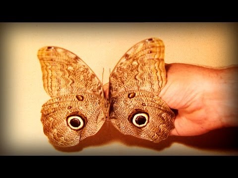 Amazonia: The price of life (part 1/5)