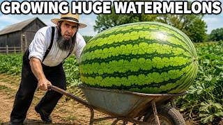Grow The Most INCREDIBLE WATERMELON PLANTS 5 Expert Tips!