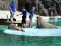 Ижевский зоопарк: Свадьба моржей 