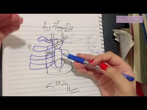 Thoracic Duct & Superior Vena Cava | Origin Course Termination & Tributaries
