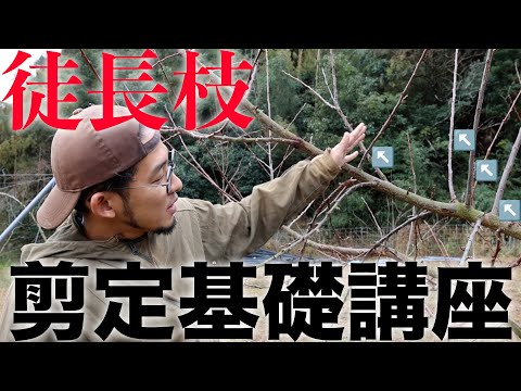 秋に剪定してはいけない果樹はどれですか?またその理由は何ですか? + 剪定してはいけない木のリスト  庭園