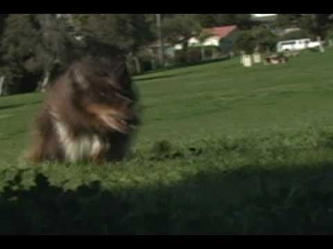 Wicked Coursing - Exceptional Lure Coursing Machines!