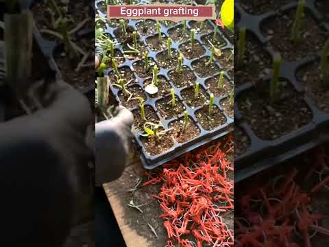 Eggplant Grafting Techniques #satisfying #shot