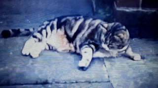 Yumah   Summer Day Reflection Song