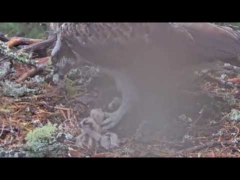Newest Loch Arkaig Osprey chick's first feed: Louis brings the day's first fish 25 May 2025 (zoom)
