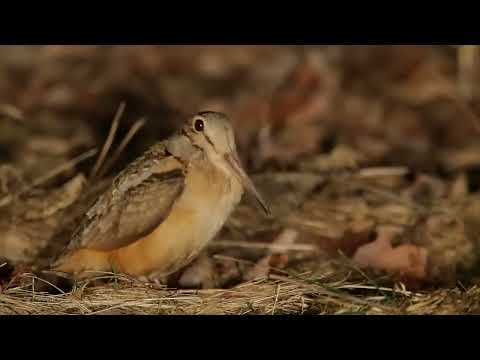 ella mai sings trip but i improved it by adding an american woodcock