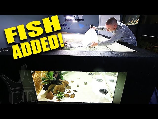 I ADDED THE FISH TO THE 2,000G AQUARIUM!!