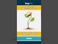 germination (noun) - definition and usage in English
