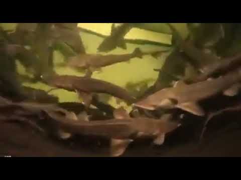 Riblje farme RAS-Srbija uzgoj kečige