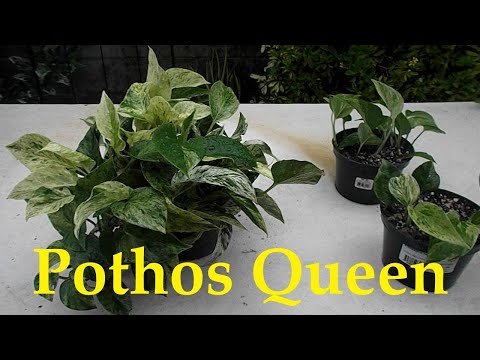 Marble Queen Pothos: A beautiful houseplant that looks like a living water color painting.