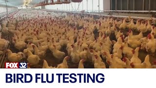 Federal officials expand bird flu testing amid cattle herd outbreaks