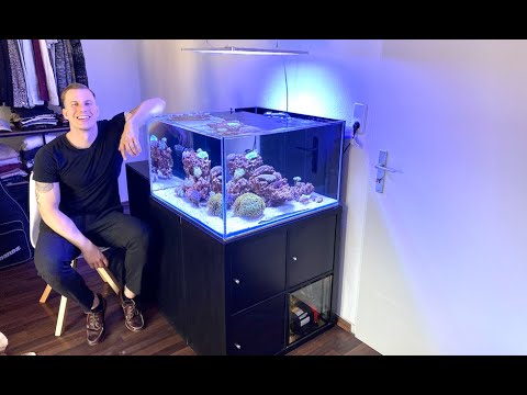 GERMAN REEF TANKS - Our IKEA aquarium - LPS dominated SEARFRIENDLYREEF saltwater aquarium tour