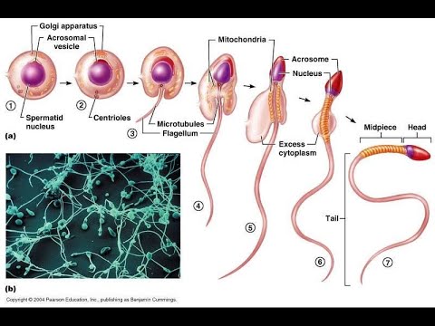 Gametogênese Masculina (UNESP)