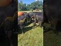 Cow Takes A BIG POOP On Friend Shorts Cowvideos Farm