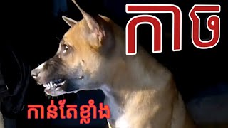 ឆ្កែកាច ខ្ញុំបារម្ភពីវាខ្លាំងណាស់បើថ្ងៃណាមួយ....