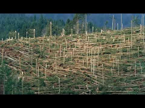 Archivradio 27.12.1999 Orkan Lothar: Hat der Wetterdienst versagt?