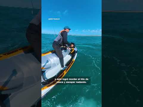 Pescador queda rodeado por tiburones en frenesí alimenticio