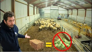 Could Straw Bedding Be The Difference? #sheep #farming