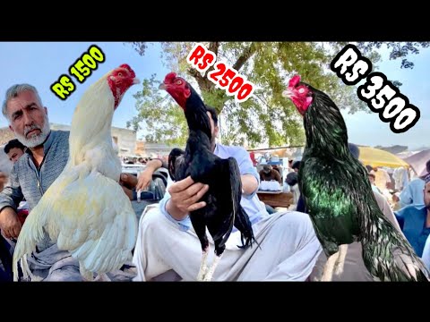 ASEEL murgon ki sale lag gayi 😱|Cheap rates|Aseel murga mandi
