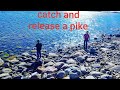 Video Thumbnail for Catch and release (pike)