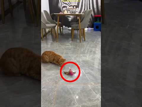 Funny Cat Prank With Feather Attachment #shorts