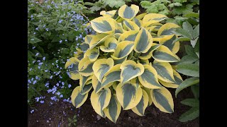 Proven Winners Shadowland Autumn Frost Hosta in the Greenhouse