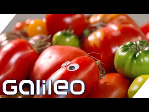 10,000 varieties?! 5 amazing secrets about tomatoes | Galileo | ProSieben
