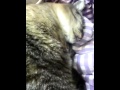 Моя домашняя кошка | Спящая няша. #1 