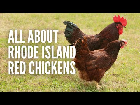 , title : 'Rhode Island Red Chickens: Everything You Should Know'