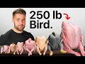 I Cooked Every EXOTIC Bird