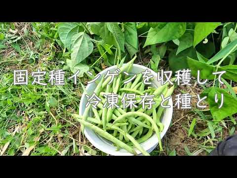 ランナーインゲン豆の冷凍: 収穫物を保存する方法 植物