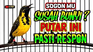 Download lagu SUSAH BUNYI ? putar pancingan sogon ini pasti langsung gacor‼️ mp3