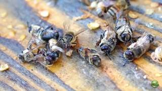 Honey Bee Behavior, Drone Evictions In Spring