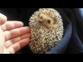 Hedgehog waking up