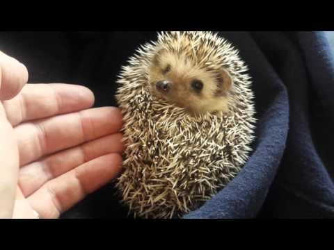 Hedgehog waking up