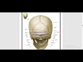 Practical Skull 4 ( Norma Occipitalis )_Dr.Ahmed Hassan Elbatahgy
