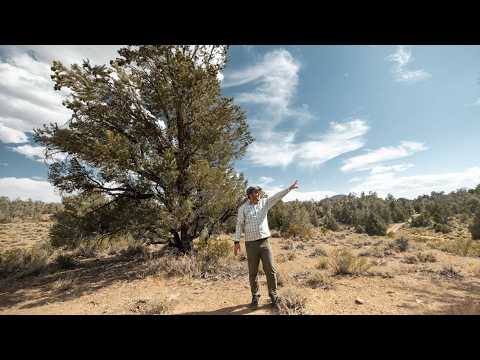 Collaboration bursts 'science bubble' to protect forest threatened by climate change