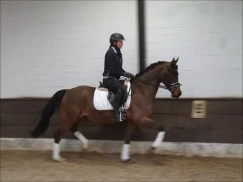 MOJITO 5j DR v. Heidehof's Mexico - Vivaldi VB 7.500,- Euro