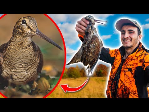 Hunt and Eat Woodcock! [Hunt-Cook-Eat]