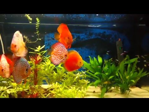 Discus fish tank  delight Athens Greece