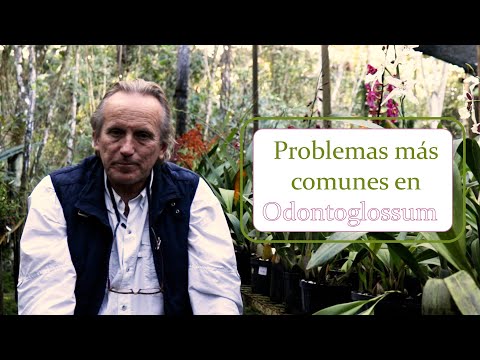, title : 'Problemas más comunes en Odontoglossum | Alma del bosque'