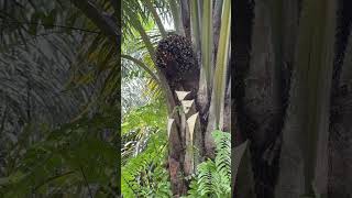 Download lagu Panen sawit mp3 Download lagu Panen sawit mp3