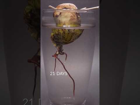 Mango seed in a glass of water