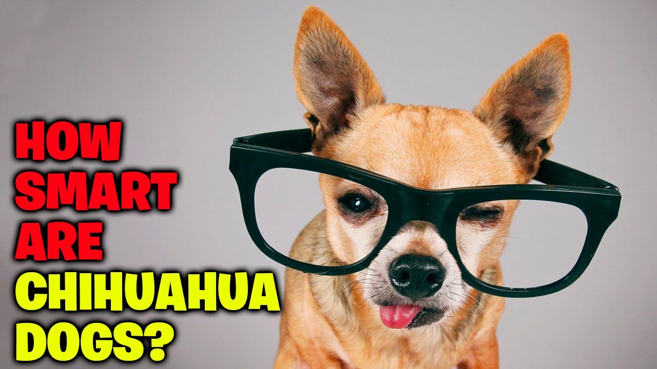 How Smart Are Chihuahua Dogs
