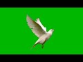 Bird Flying Pigeon Flying Green Skin Video Effects