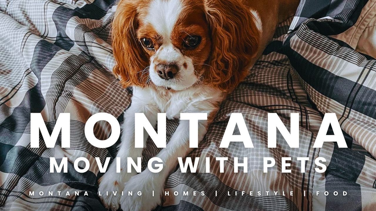 The Easy Way to Move with Pets Without the Stress